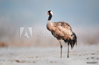 Obrazek Common crane Grus grus